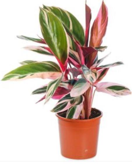CALATHEA