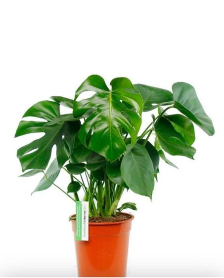 Plantes d'intérieur et d'extérieur : philo monstera