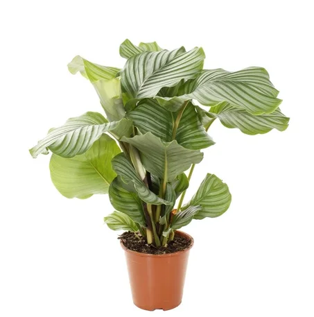 Calathea orbifolia