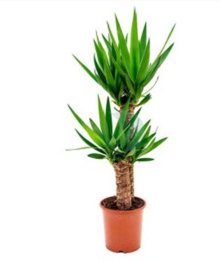 Plantes d'intérieur : YUCCA elephantipes