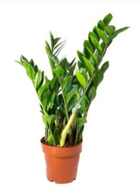 Plantes d'intérieur : zamioculcas , ZZ