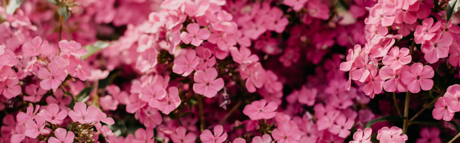 slider-image