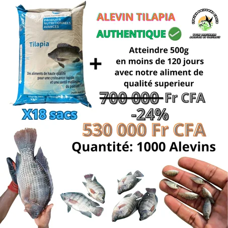 PACK 1000 ALEVINS TILAPIA + 18 SACS  D'ALIMENT