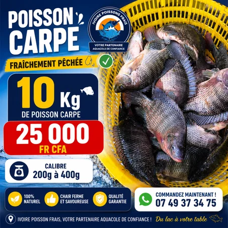 CARPE D'EAU DOUCE FRAÎCHEMENT PÊCHÉE 🎣✅