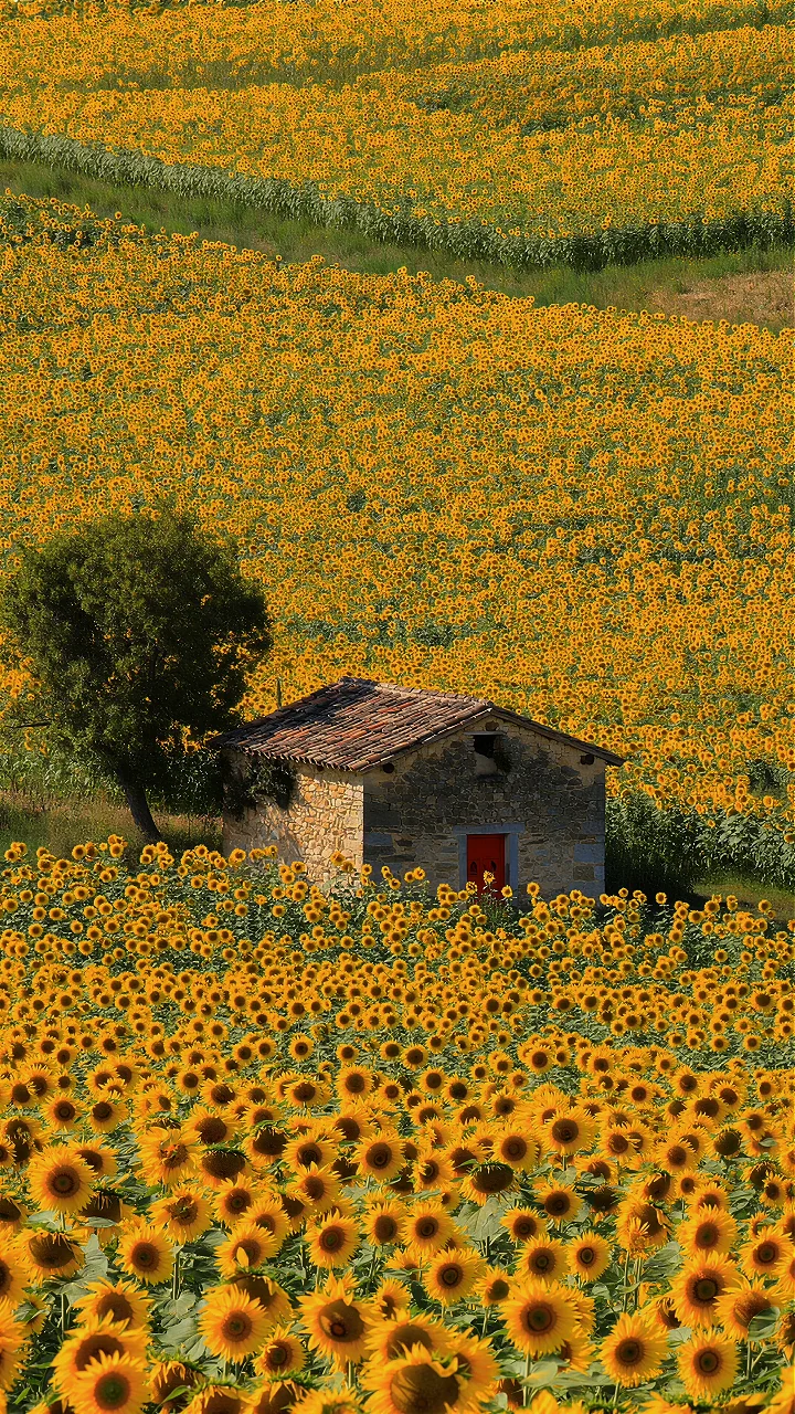 Sunflower field 4K video