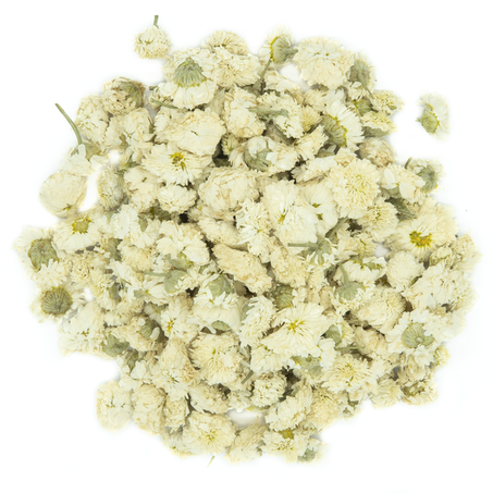 Camomille Romaine
