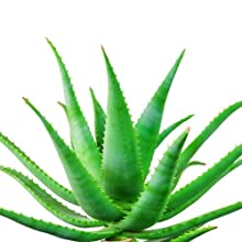 Aloe Ferox Dimagrante,Aloe Dimagrante,Aloe Transito Intestinale,Aloe Pancia Gonfia,Aloe Stitichezza