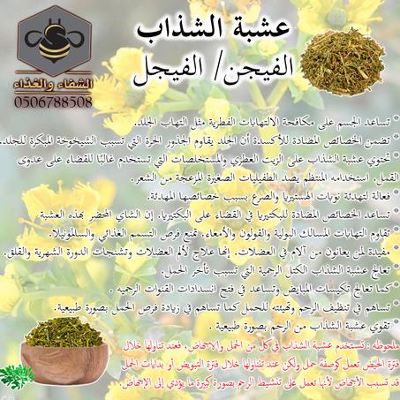 عشبة الشذاب ( الفيجل )