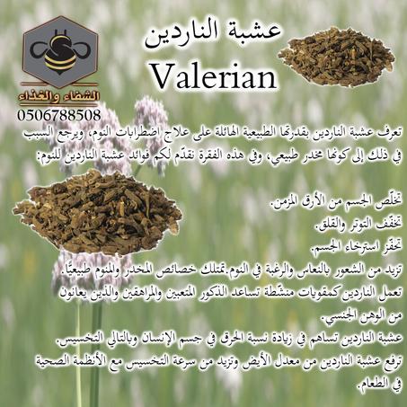 عشبة الناردين ( valerian )