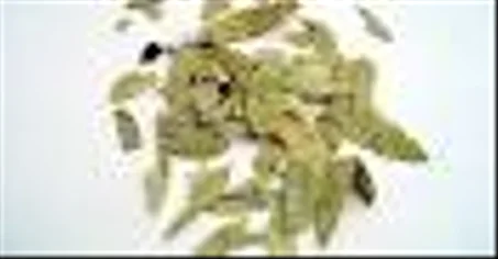 عشبة السنامكي