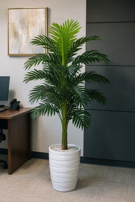 Areca Palm