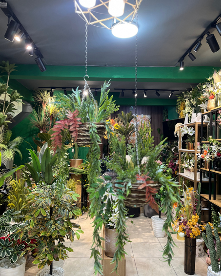 pack plants  suspendu
