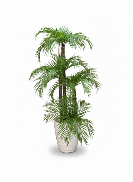 Palmier Areca