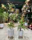 stores/6b1f5e995bc0a05b84ccbb54ae1bf545/products/bJLWaOhVDeonTweUS5qzwBn65uyqdyaD1gmXzMRv.png