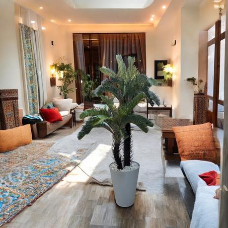 Sago Palm