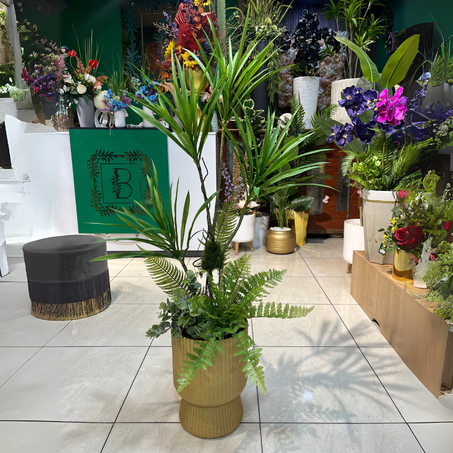 new Dracaena