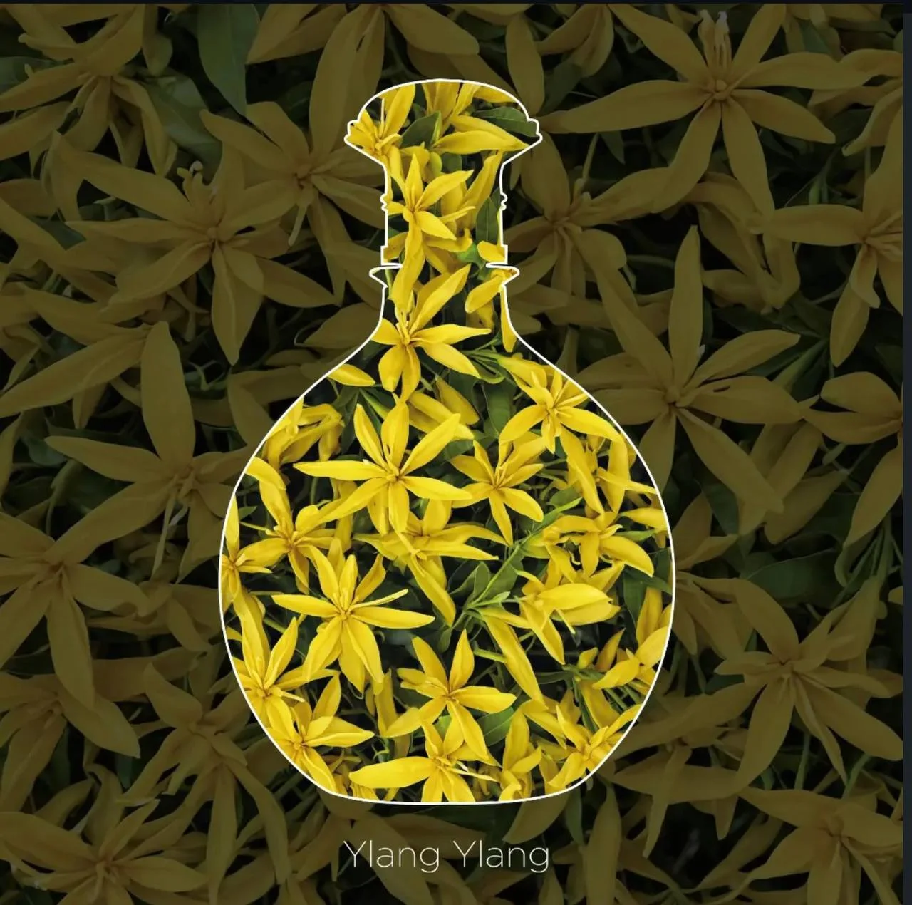 Nyla Suede — Arabiyat Prestige