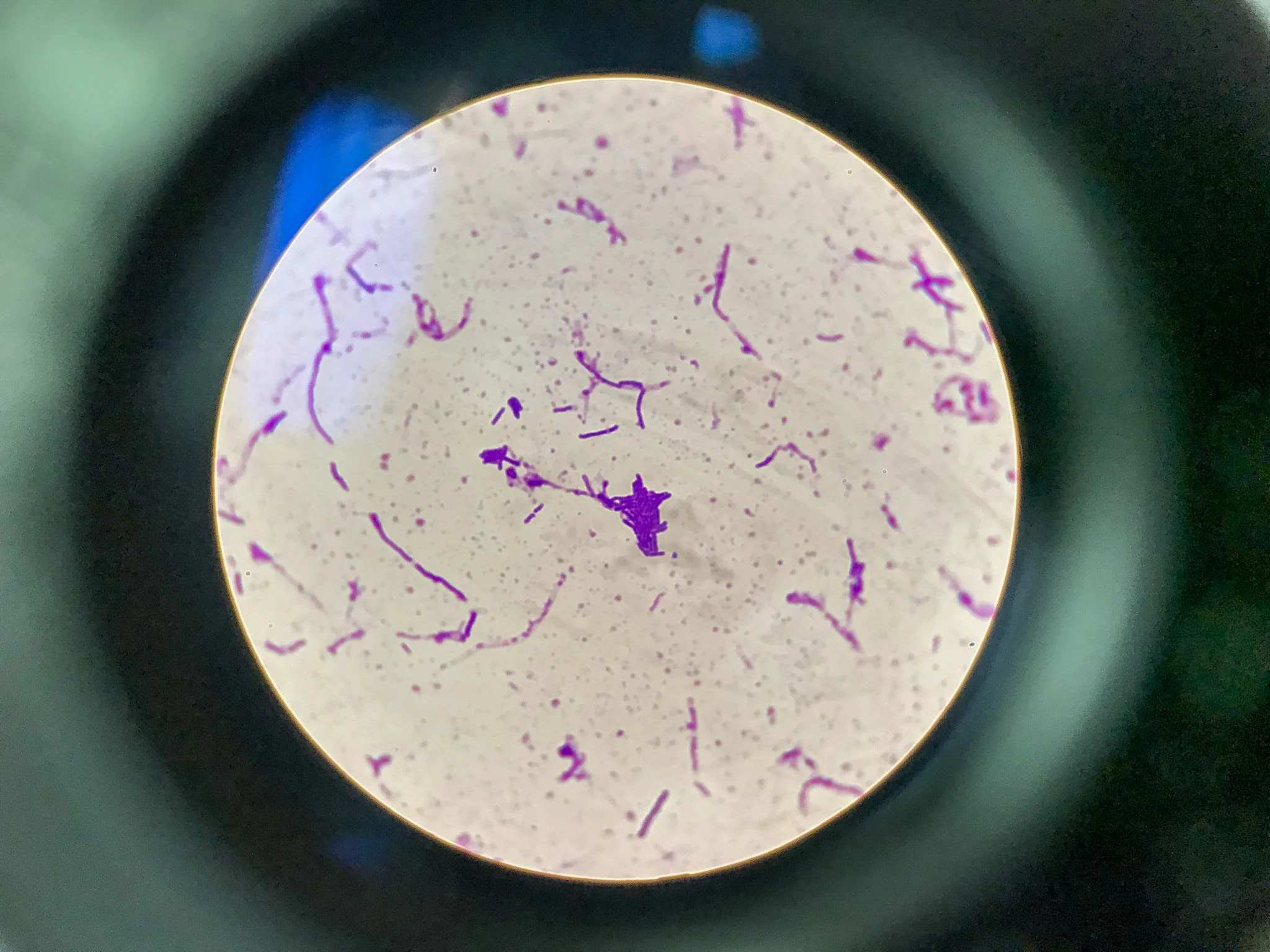 microbiologie