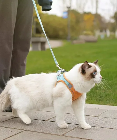 Luminous, Escape Proof Cat Vest Harness and Leash Set.