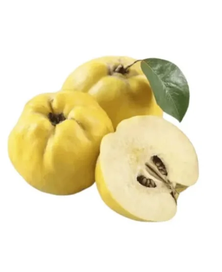 سفرجل