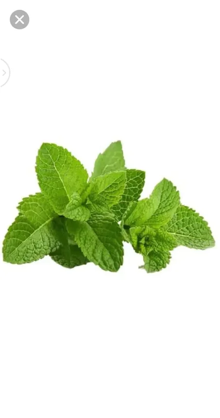 نعناع