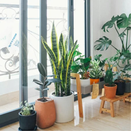 المنزل والحديقة