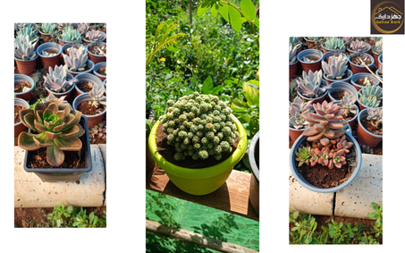 المغروسات المنزلية / house-plants