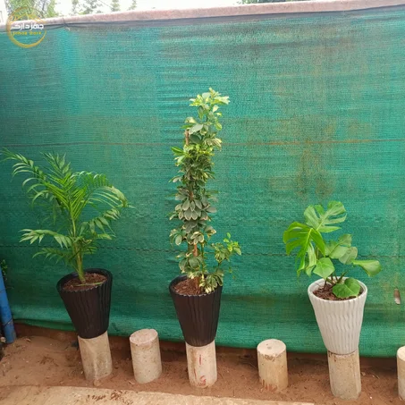 باك 3 نباتات طبيعية   3Plantes d'Intérieur