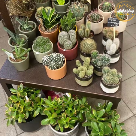 عصاريات وصباريات / Succulents & Cacti