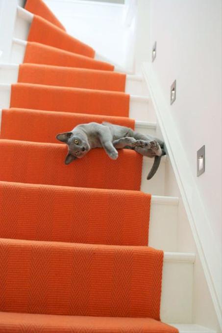 أدوات الحيوانات