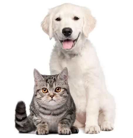 الحيوانات  الأليفة