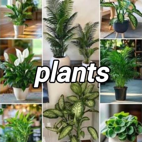 نباتات