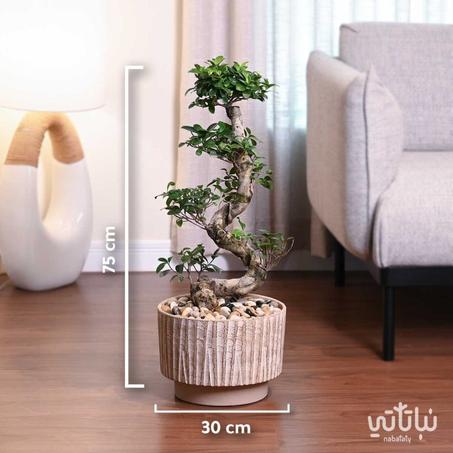 نبتة بونساي في حوض اسمنتي