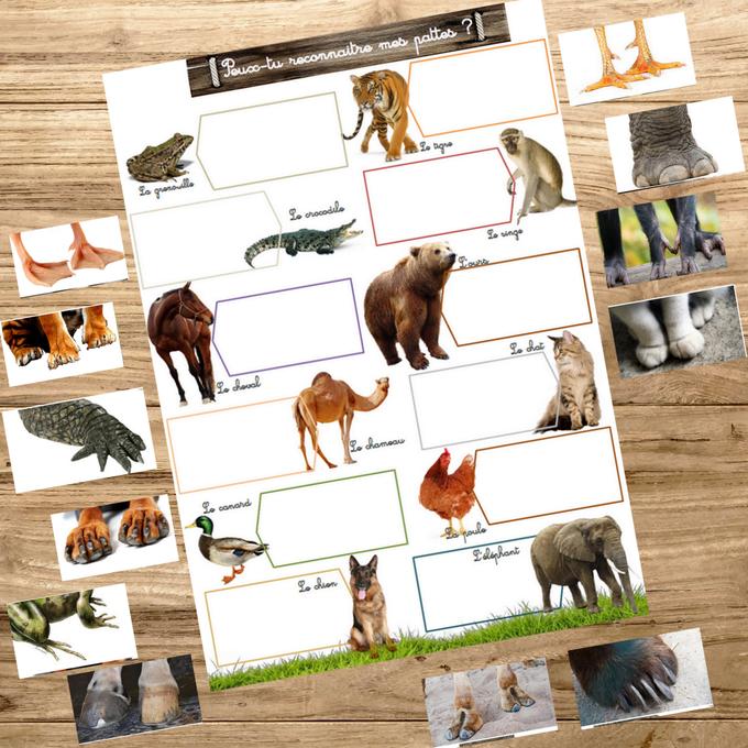 Box Montessori des animaux 3-6 ans 