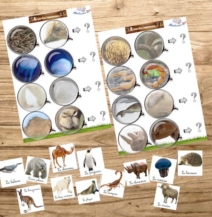 Box Montessori des animaux 3-6 ans 