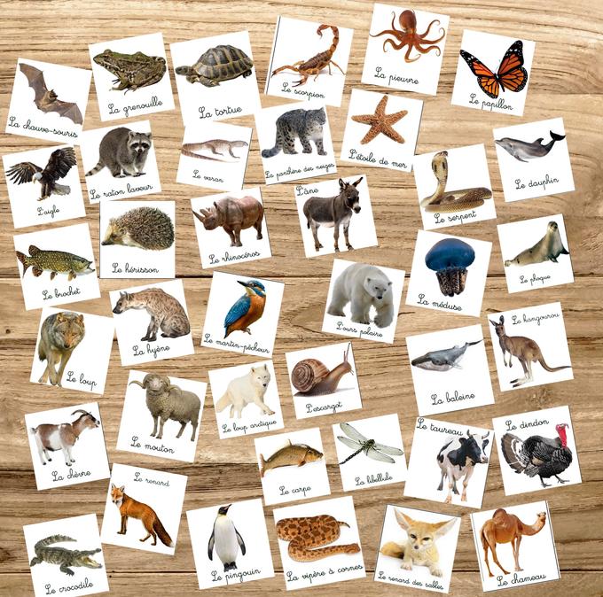 Box Montessori des animaux 3-6 ans 