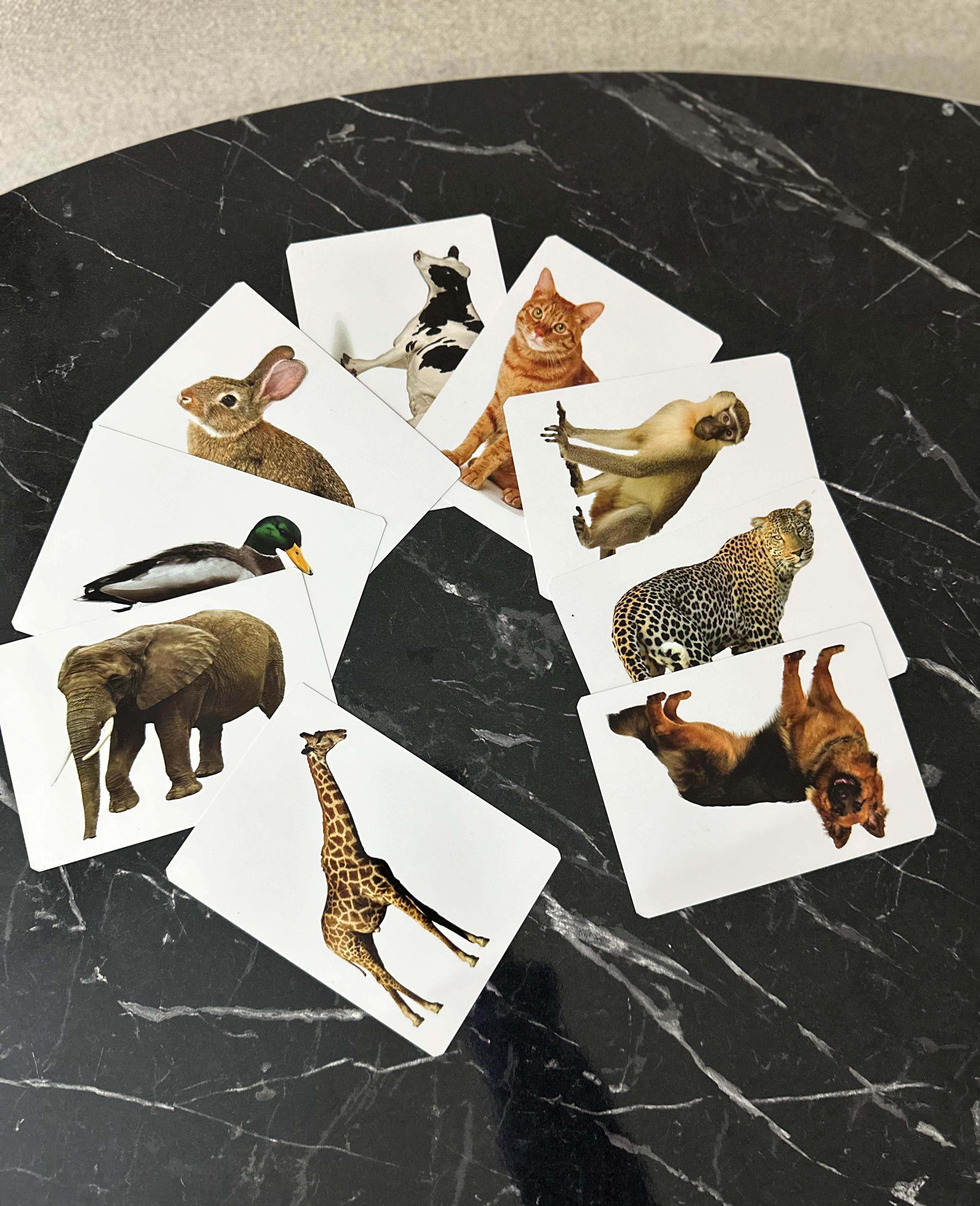 Cartes d'images éducatives - 96 motifs