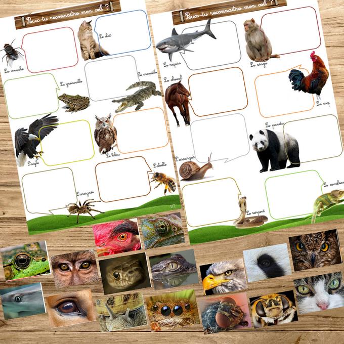 Box Montessori des animaux 3-6 ans 