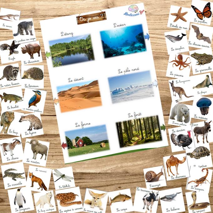 Box Montessori des animaux 3-6 ans 