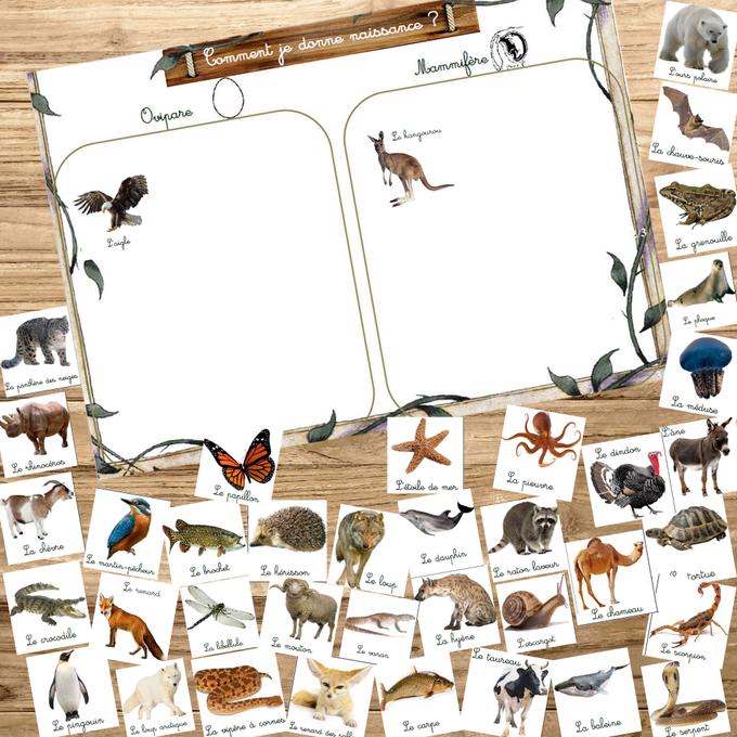Box Montessori des animaux 3-6 ans 