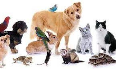 مستلزمات الحيوانات الأليفة