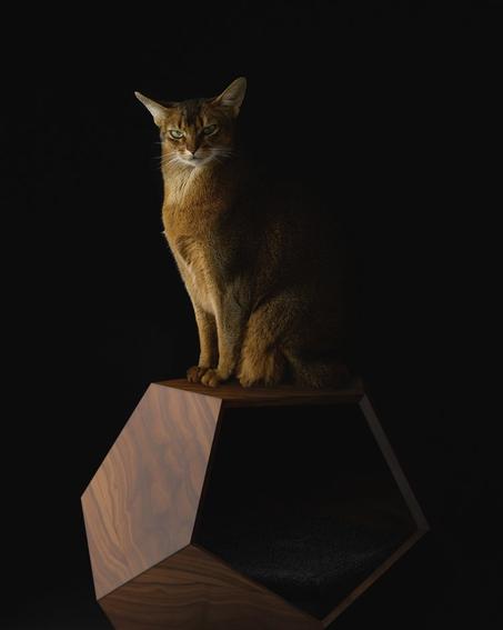 Chat en Mobilier Moderne