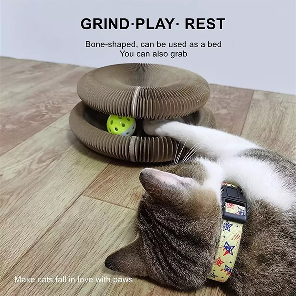 Cordion cat