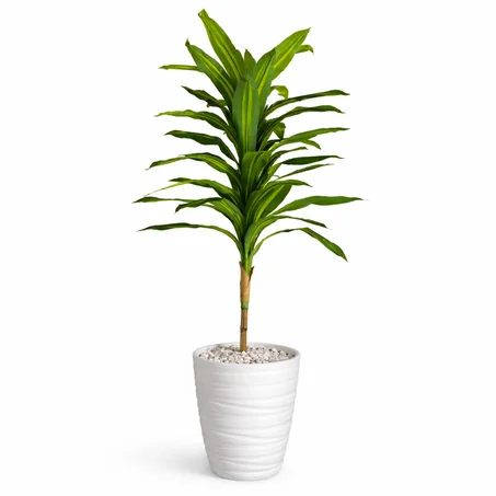 Dracena – Réf. PM | Hauteur totale : 1,70 m