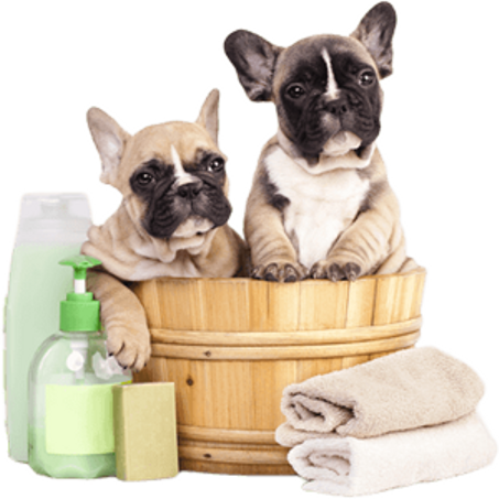 الحيوانات الأليفة