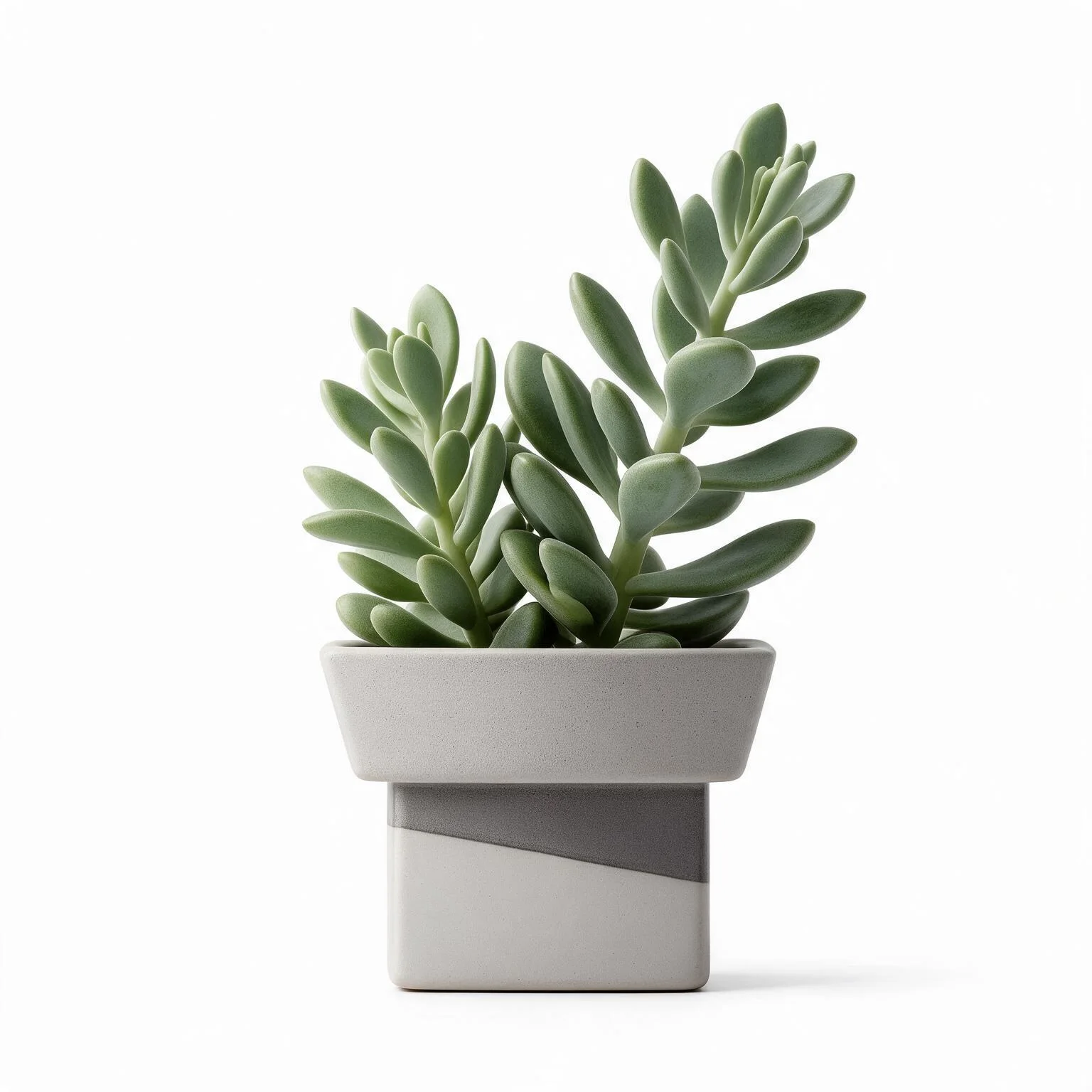 Fifth product