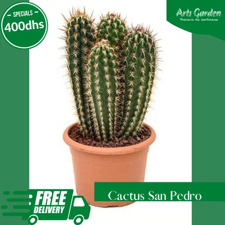 CACTUS SAN PEDRO