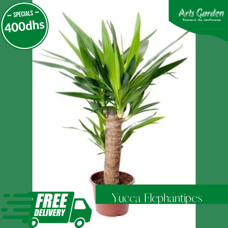 YUCCA ELEPHANTIPES
