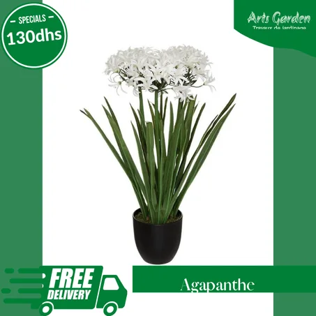 AGAPANTHE
