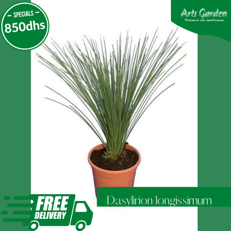 DASYLIRION LONGISSIMUM